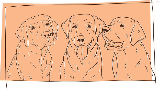 Labradorok