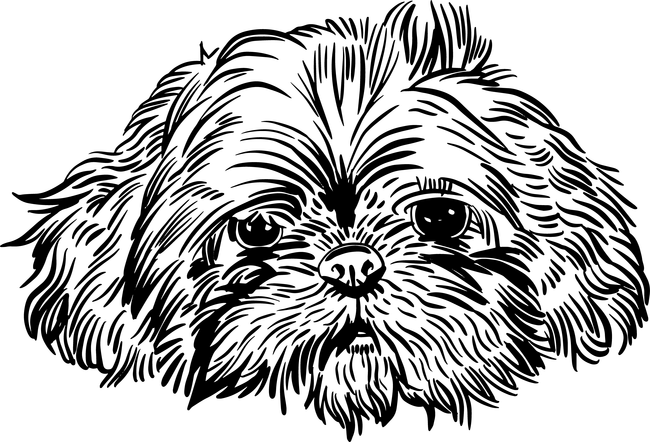 Shihtzu