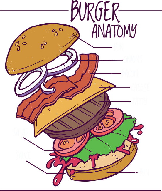 Burger anatómia
