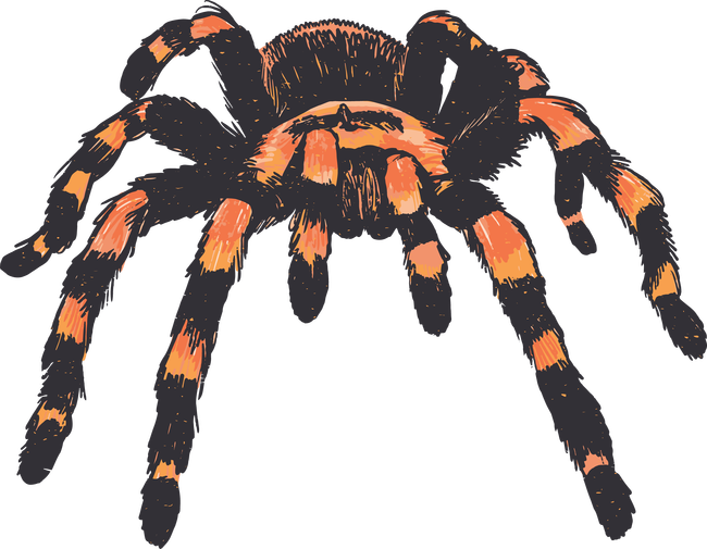 Tarantula