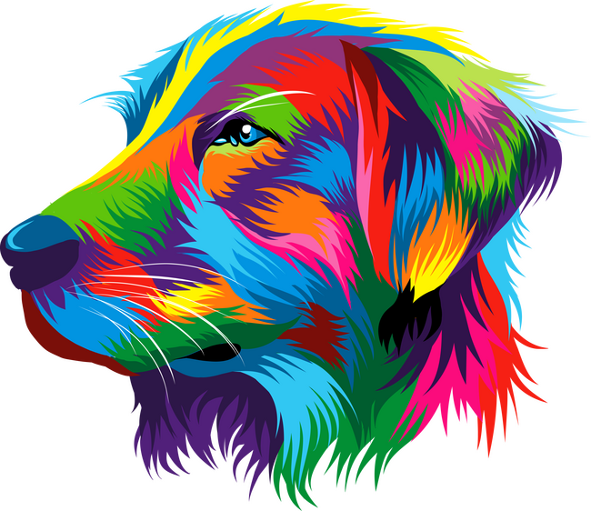 Golden retriever 