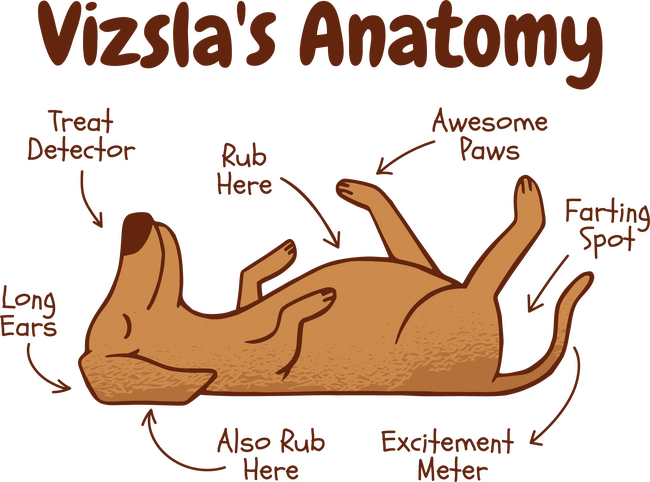 Vizsla anatómia