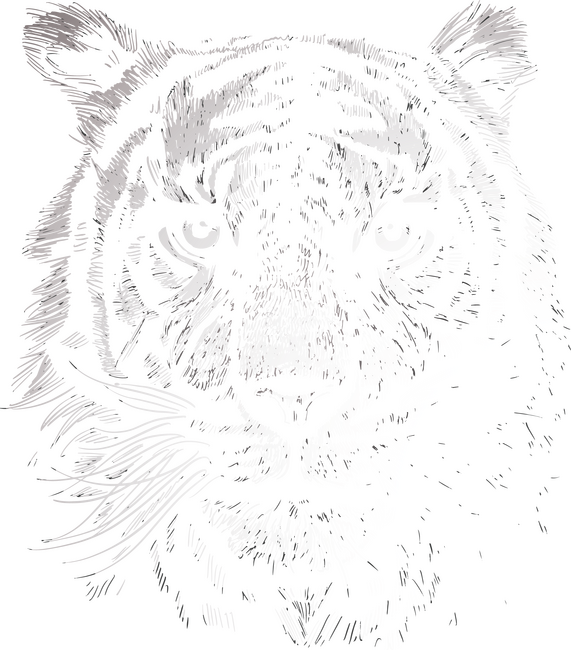 Tigris