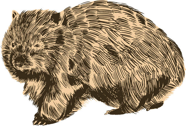 Wombat