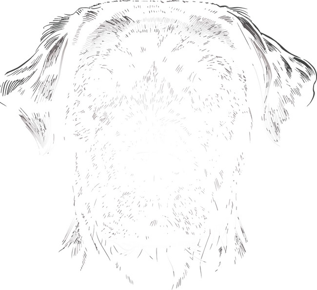 Labrador