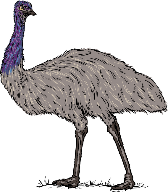 Emu