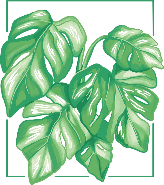 Monstera variegata növény
