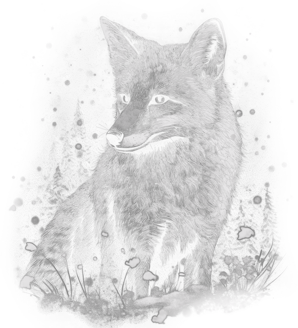Róka