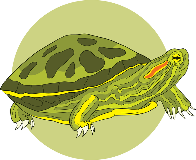 Teknős