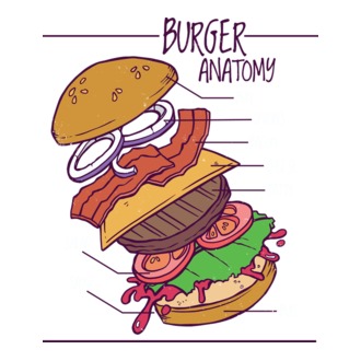 Burger anatómia