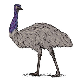 Emu