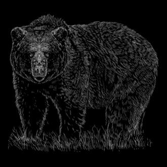 Grizzly medve