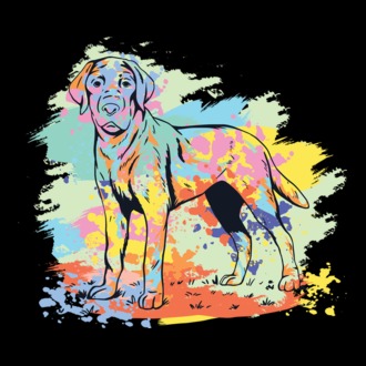 Labrador