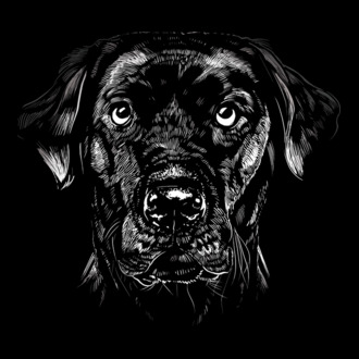 Labrador