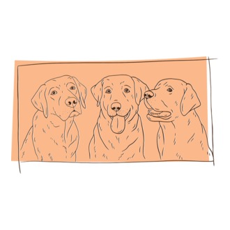 Labradorok