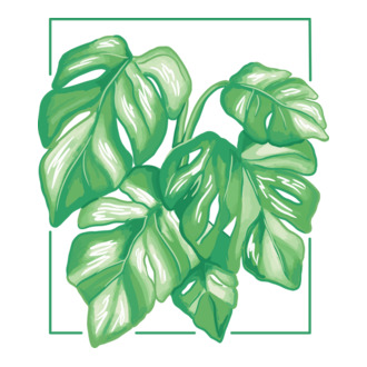 Monstera variegata növény