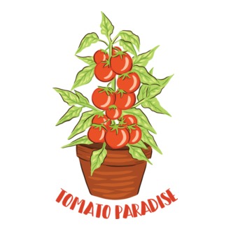 Paradicsom palánta
