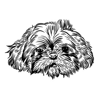 Shihtzu