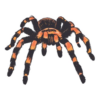 Tarantula